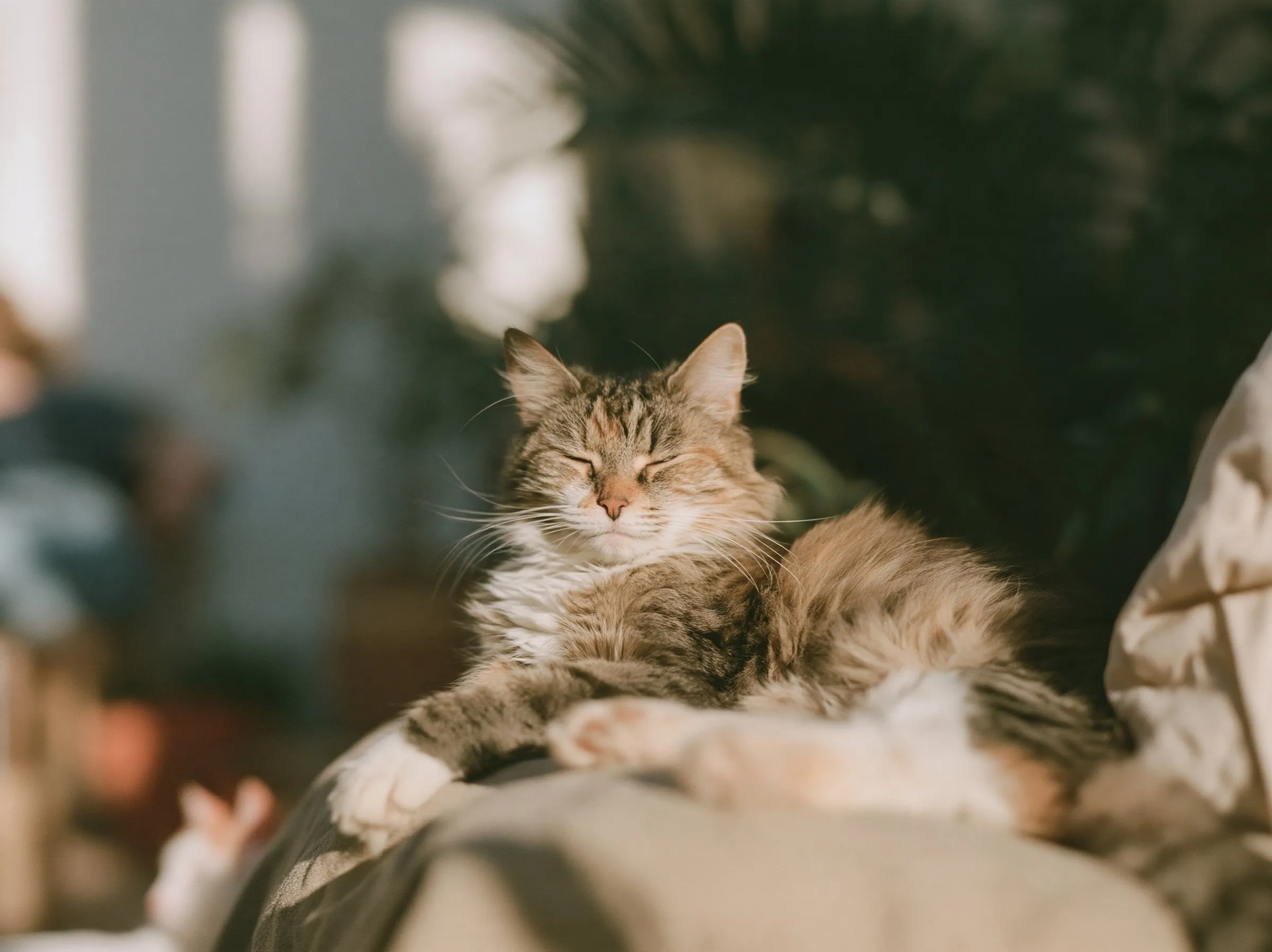 A long-haired cat dozing in warm sunlight, its eyes closed.